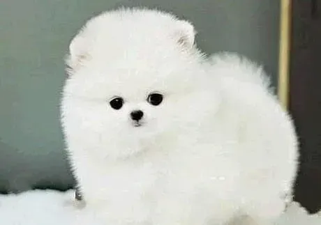 博美犬|博美犬拉肚子呕吐吃什么药可以止泻