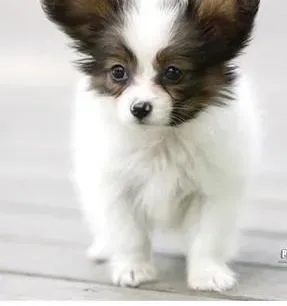 蝴蝶犬|如何对蝴蝶犬进行过来和随行的训练