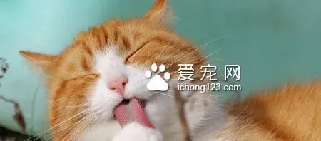 猫快死了怎么办 10岁以上就是老猫了 | 猫