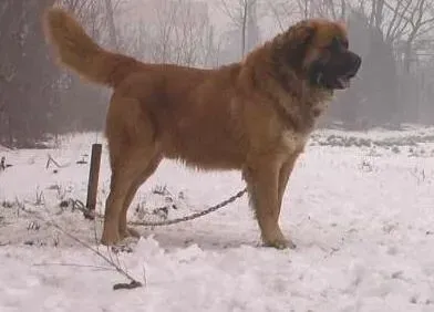 高加索犬|轻松给高加索犬拍摄照片的几大战术