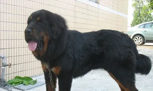 藏獒价格 西藏獒犬饲养上需要注意的地方 | 犬