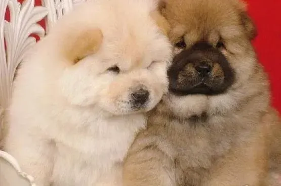 松狮犬|控制好给松狮犬护理的时间