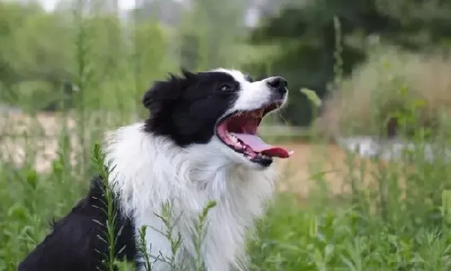 边境牧羊犬|宠物狗训练达人告诉你如何让边境牧羊犬学会文明如厕