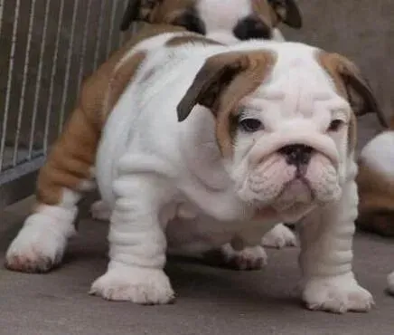 英国斗牛犬|如何对斗牛犬进行最正确的饮食管理