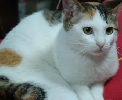 美国短尾猫的性格 对小朋友和蔼可亲 | 美国短尾猫