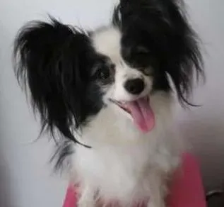 蝴蝶犬|蝴蝶犬关节不好，补钙是否有用