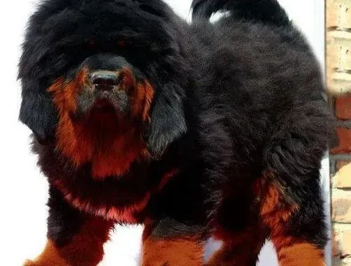 藏獒|藏獒的磨牙棒有哪些牌子 有什么可以替代的