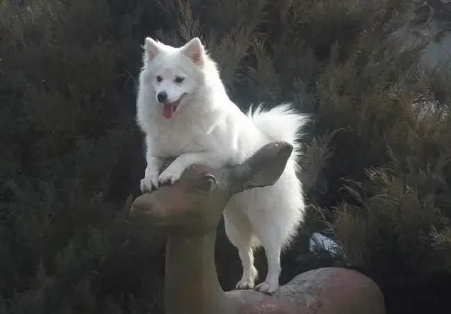 银狐犬|银狐犬眼睛有很多的眼屎是不是发炎了