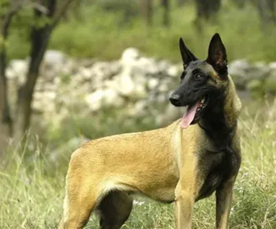 比利时特伏丹犬的怎么训练 基础训练技巧 | 比利时特伏丹犬