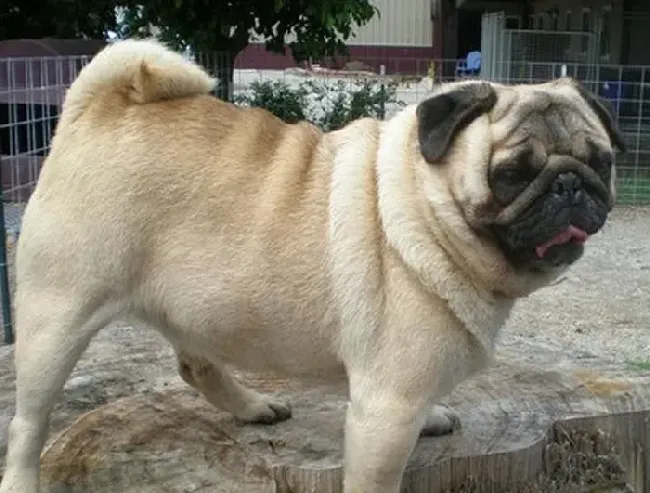 巴哥犬|训练巴哥犬如何顺利回到自己温馨的小家