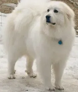 大白熊犬|大白熊犬最近没精神，站不起来是怎么了