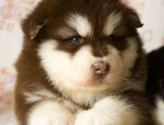 阿拉斯加犬|秋季饲养阿拉斯加犬的时候要注意哪些常见问题