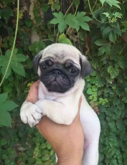 巴哥犬|为什么巴哥犬不能食用油腻的食物