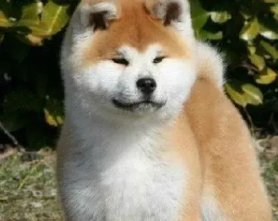 秋田犬|小秋田犬肚子胀，不排便是什么毛病
