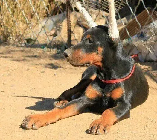杜宾犬|杜宾犬一直腹泻不好如何治疗