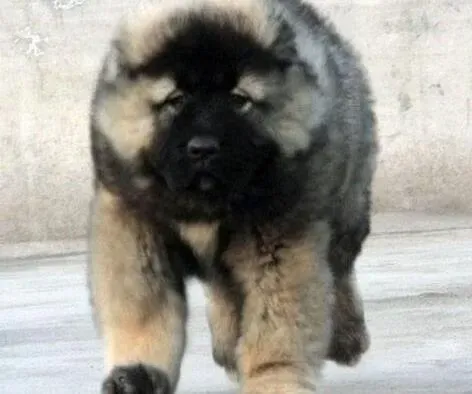 高加索犬|如何让高加索犬的身上不再有难闻的气味