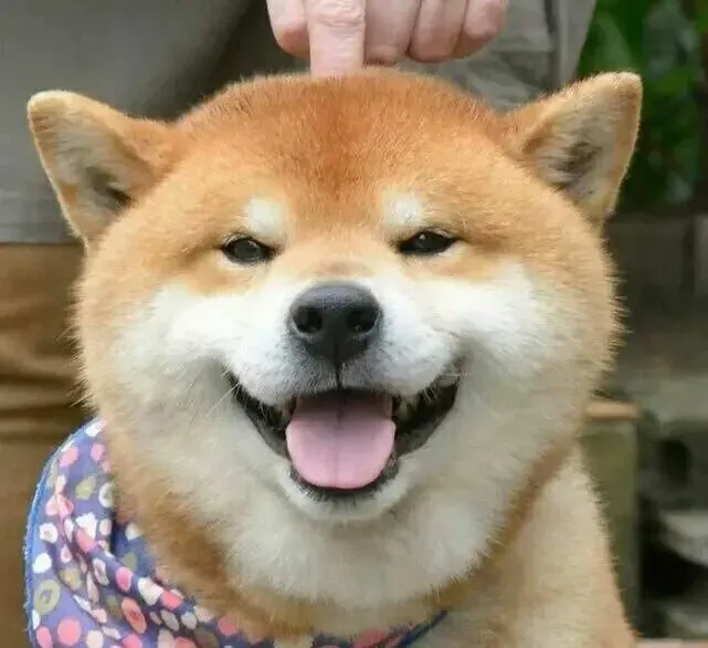 柴犬会拆家吗 柴犬拆家了怎么办 | 柴犬