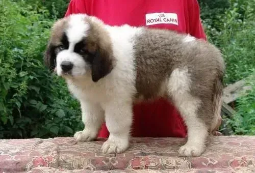 圣伯纳犬|健康医疗之圣伯纳犬注射疫苗前需知道哪些事情
