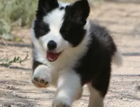 边境牧羊犬|边境牧羊犬上吐下泻应怎么办 求解答