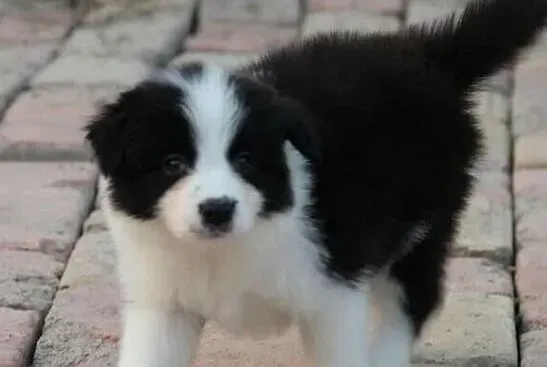 边境牧羊犬|怎么帮助边境牧羊犬预防皮肤病