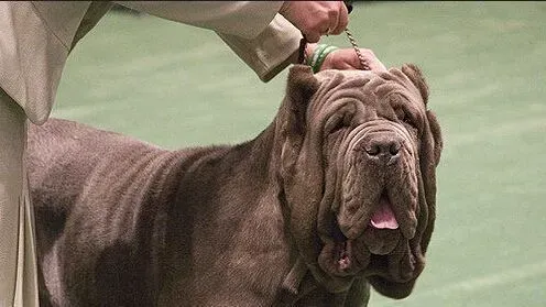 马士提夫犬的性格 具有强烈的攻击性 | 马士提夫犬