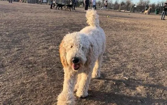 惨遇车祸！痛失母亲的莎曼珊辗转找回爱犬 | 狗