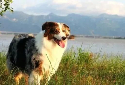 澳洲牧羊犬断尾 尾部太长常会造成伤害 | 澳洲牧羊犬