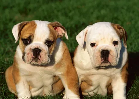 英国斗牛犬的饲养方法 性情平静温和 | 英国斗牛犬