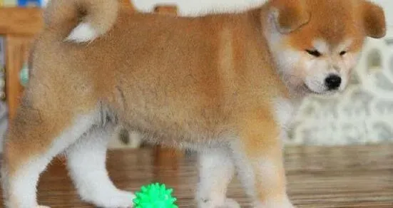 秋田犬|秋田犬吃些什么食物可以美毛