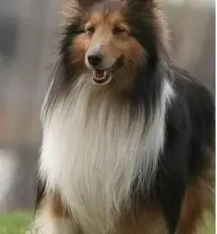 喜乐蒂|喜乐蒂犬发情和怀孕时期注意事项