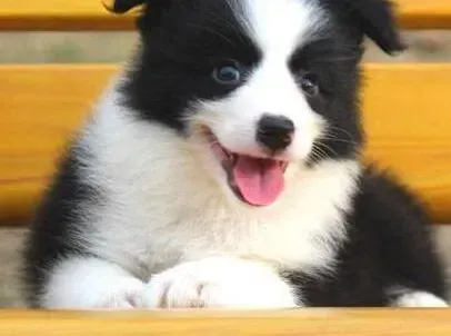 边境牧羊犬|教你如何看边境牧羊犬的便便判断其是否健康