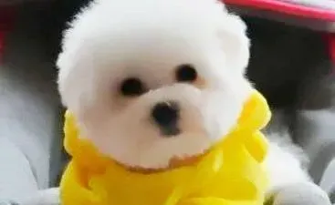 比熊犬|比熊犬很少吃东西就是爱睡觉为什么