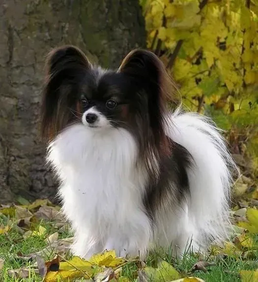 蝴蝶犬|怎样利用食物让蝴蝶犬学会爬楼梯