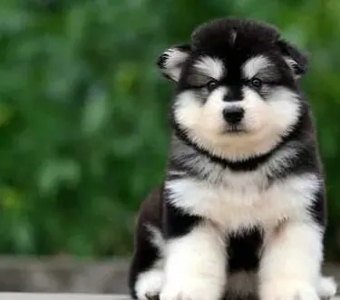 阿拉斯加犬|如何让阿拉斯加雪橇犬习惯去宠物美容院做护理