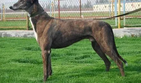 格力犬|格力犬肠胃炎康复期怎么喂养呢