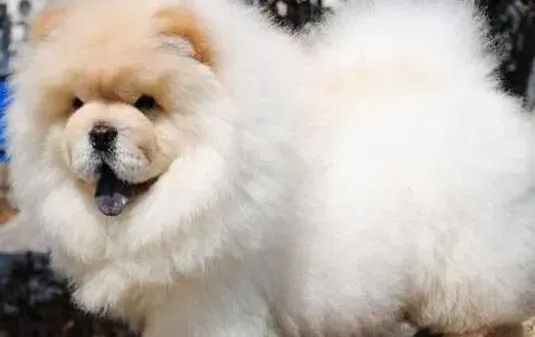 松狮犬|松狮犬不吃东西，呕吐拉稀是怎么回事