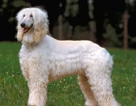 阿富汗猎犬有几种颜色 阿富汗犬喜欢玩什么 | 阿富汗猎犬