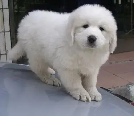 大白熊犬|大白熊犬最近身上出现真菌皮肤病了用什么药好