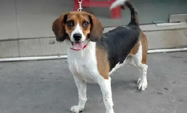 比格犬|生命在于运动 比格犬外出期间须谨记几点