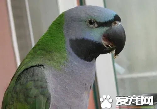 大绯胸鹦鹉性格 大绯胸鹦鹉性格温顺 | 大绯胸鹦鹉