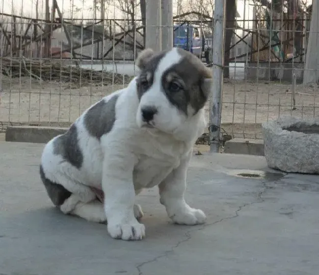 中亚牧羊犬|中亚牧羊犬外出时四处乱跑怎么训练纠正