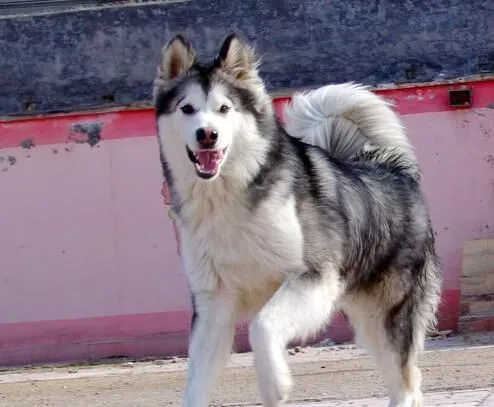 阿拉斯加雪橇犬幼犬训练 要和它建立真诚的友谊 | 阿拉斯加雪橇犬