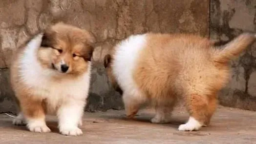 喜乐蒂|怎样让喜乐蒂犬掌握认字的本领