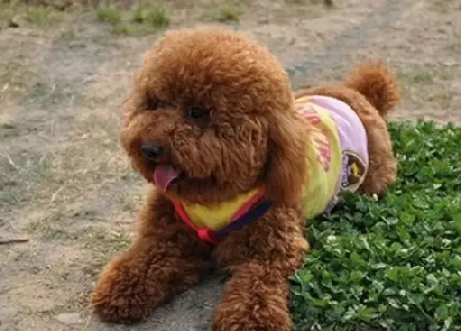 泰迪犬|宠物代养手册——代养泰迪犬需要注意哪些问题