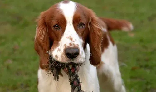 如何训练史宾格犬 需要先建立一个良好的关系 | 史宾格犬