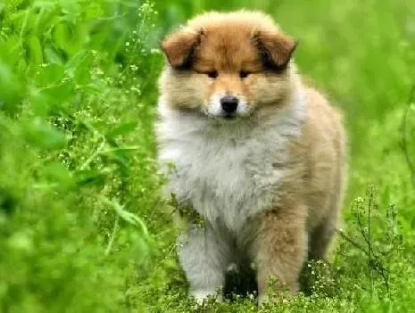 苏格兰牧羊犬|解读苏格兰牧羊犬是否可以吃零食
