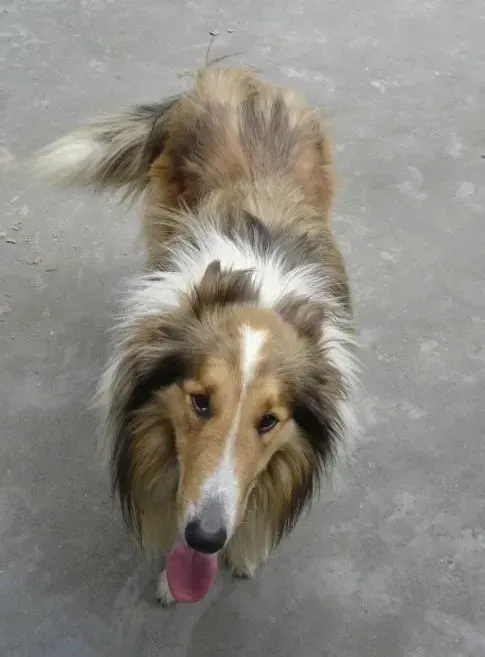 苏格兰牧羊犬|苏格兰牧羊犬外出时不听话应如何管教