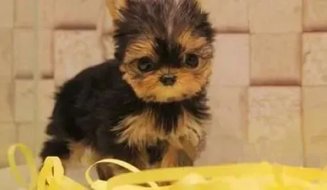 约克夏|教边境牧羊犬接飞盘 让你们的生活更有乐趣