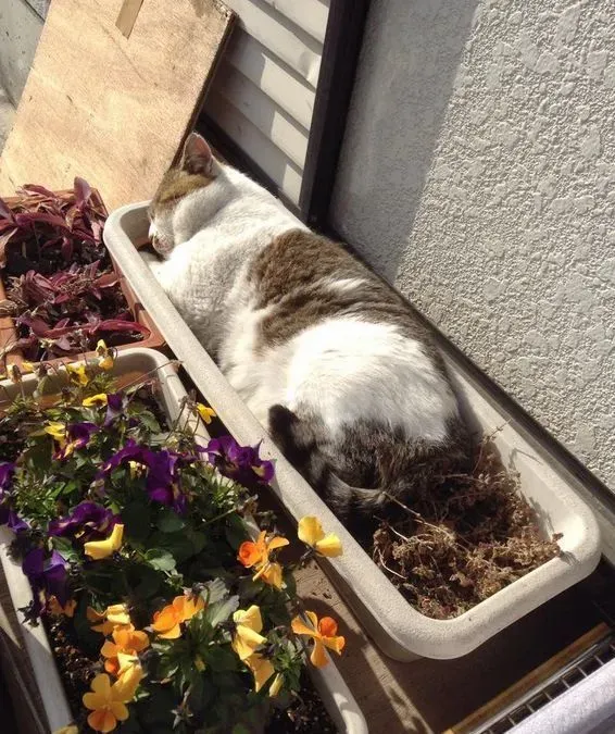 命令店家开门让它进去 我行我素的猫咪超霸气