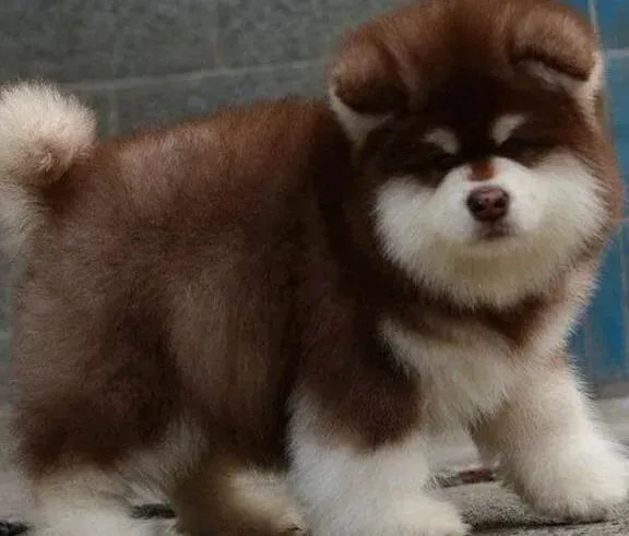 阿拉斯加犬|想让阿拉斯加雪橇犬迅速的适应环境我们的态度很关键